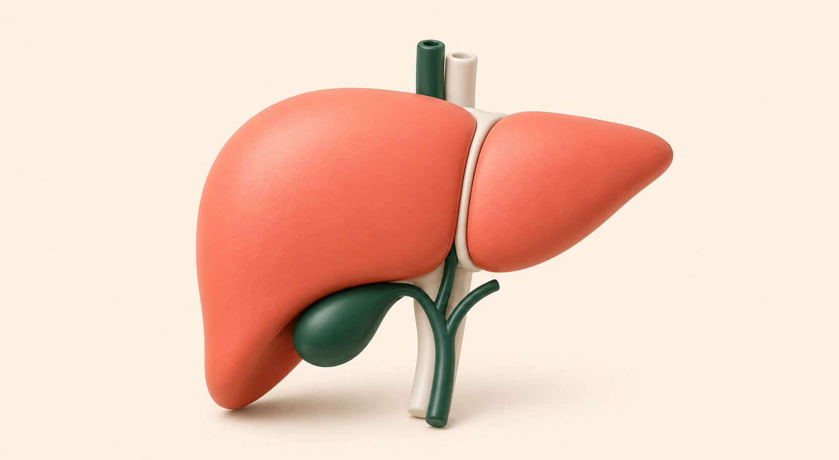Gall bladder, Liver and pancreas